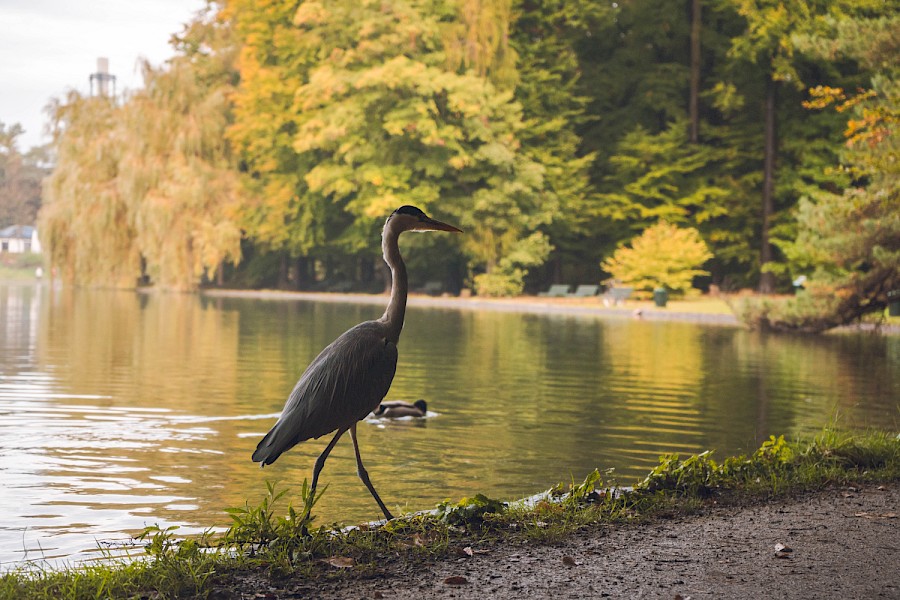 Nicht nur wir Menschen fühlen uns hier wohl: ein Graureiher schreitet erhaben am Ufer auf und ab. | Die Kölner Parkweiher – Holla der Waldsee