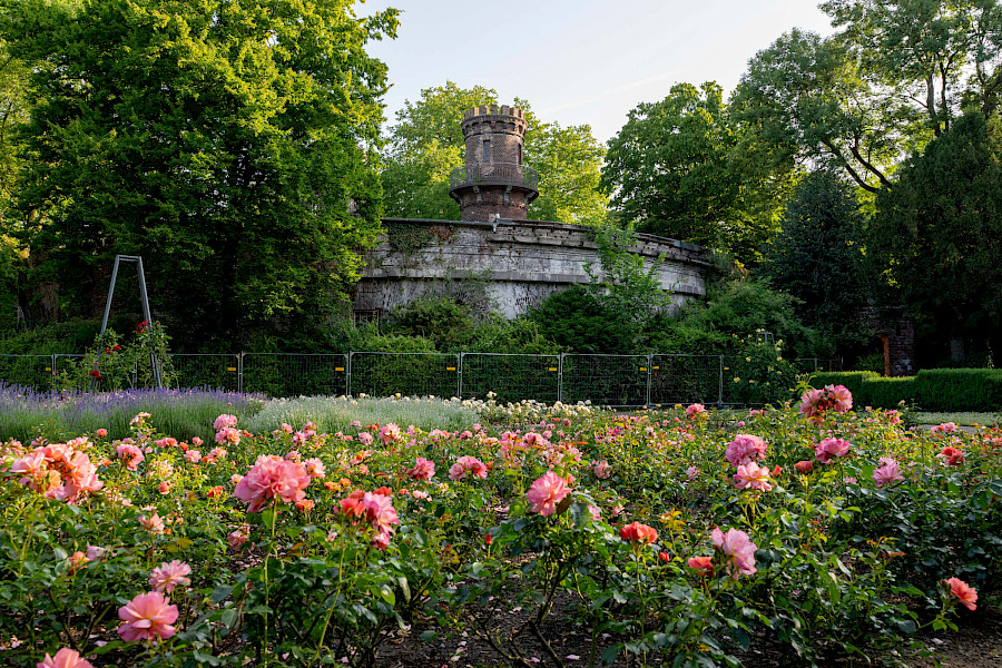 Rosengarten vor dem Fort Paul im Volksgarten